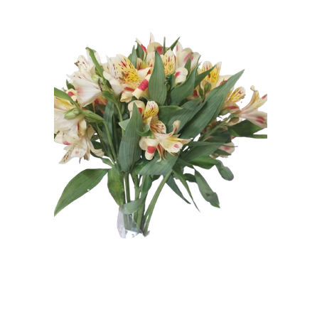 Flor maço alstroemeria 360-2