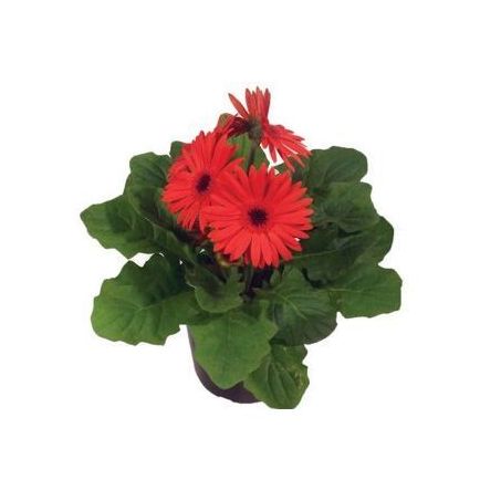 Planta Natural Gerbera 3 Fls