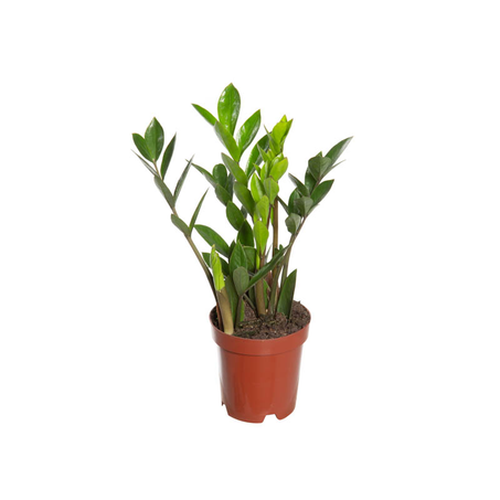 Flor Zamioculcas P09