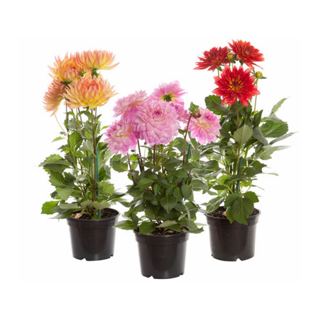 Dahlia Xxl P15 