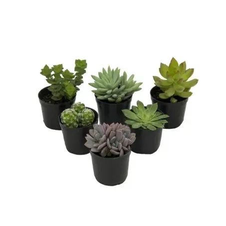 Kit Suculenta P11 Decorada Mix 