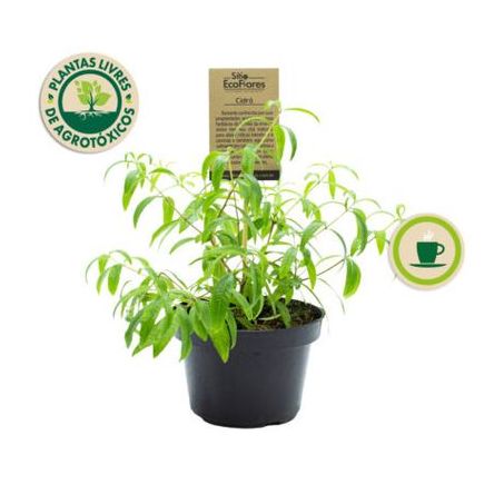 Flor cidro eco flores p11