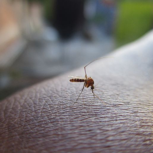 Saúde confirma primeira morte por Dengue em Itapiranga