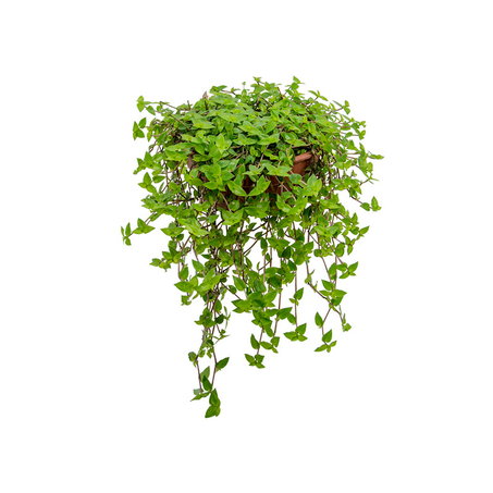 Flor Callisia C21