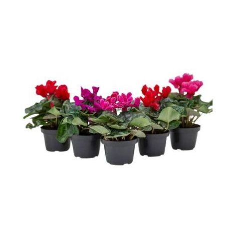 Flor ciclamen mini P11