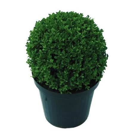 PLANTA NATURAL  BUXINHO PT24