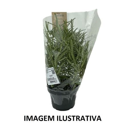 Vaso Penicilina 