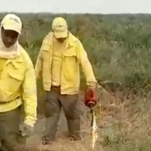 Vídeo de brigadistas colocando fogo em áreas do Pantanal gera polêmica