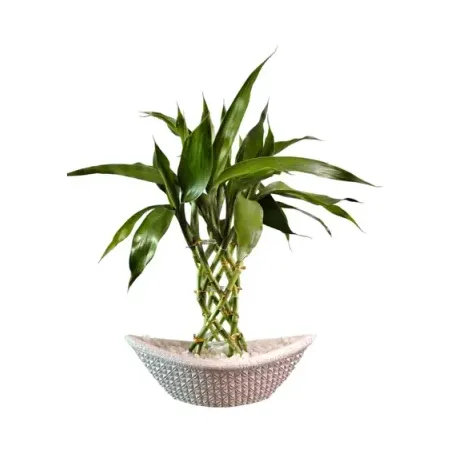 Bambu Da Sorte Barca