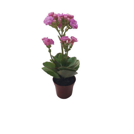 Kalancho ecoflores p06 pequena 360-1