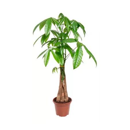 Flor pachira aquática P15