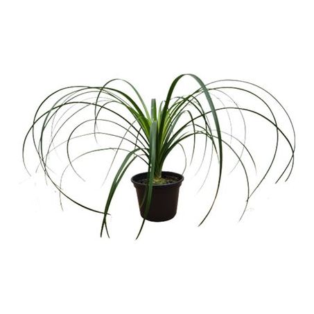 Beaucarnea P17 