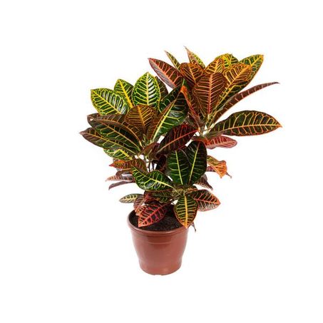 PLANTA NATURAL CROTON HIBRIDO PETRA P24