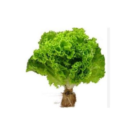 ALFACE HIDROPONICA UN