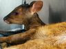 Polícia Ambiental resgata veado-bororó em extinção em Palma Sola