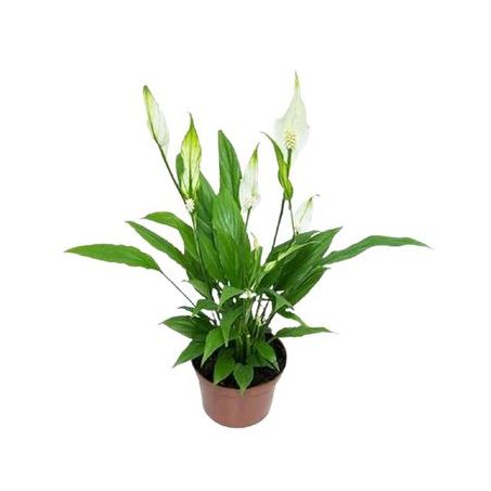 Flor Lirio Da Paz Sphatiphylum Unidade Pote 15