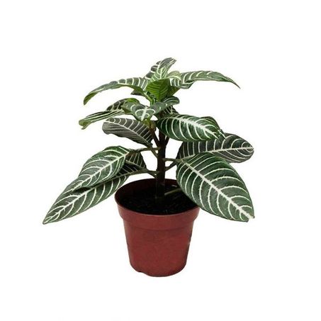 Flor Aphelandra Un