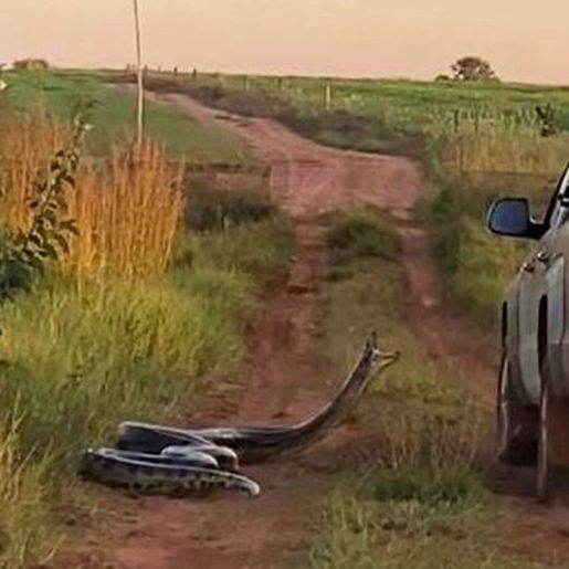 VÍDEO: Cobra de 7 metros tenta 'dar o bote' em caminhonete no MS