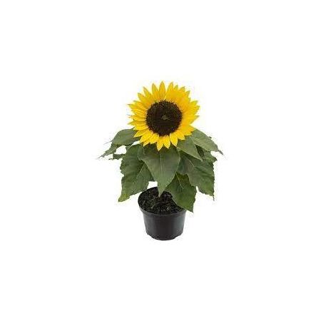 Flor Mini Girassol Sun Bright P15