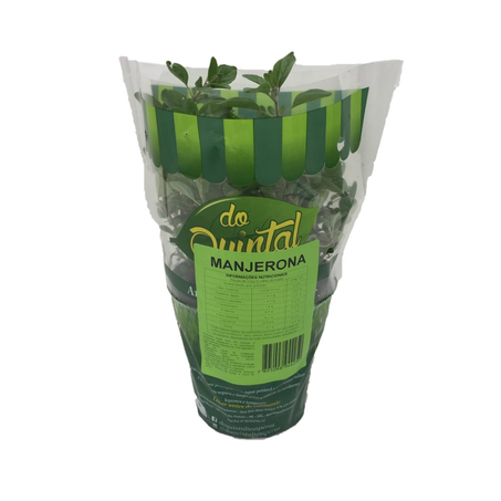 Manjerona Do Quintal P13