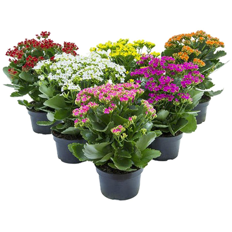 Calandiva/ Kalanchoe P15 - Ref. 0001.00124
