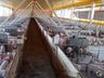 Estoque de carne suína prejudica produtores em SC
