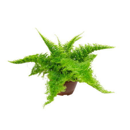 PLANTA SAMAMBAIA MINI C13