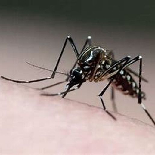 Itapiranga registra 495 casos de dengue