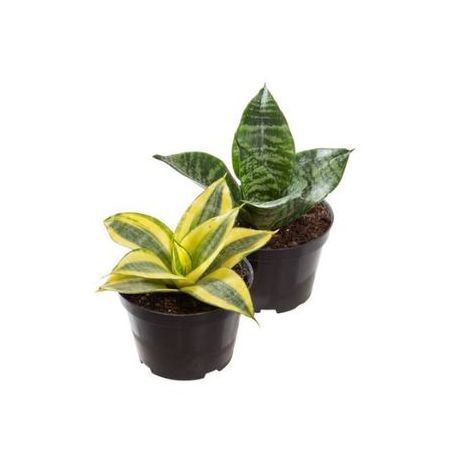 Planta Sansevieria Variado P11