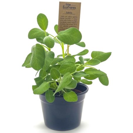 Salvia sitio ecoflores un