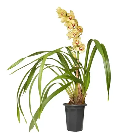 Orquidea Cymbidium Pt18 