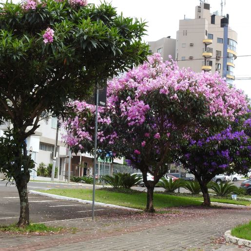 Arborização urbana é regulamentada em São Miguel do Oeste