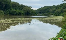 VÍDEO: Fenômeno 'Alface d'água' chega pelo Rio Peperi em Itapiranga