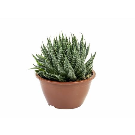 Aloe Aristata C13 