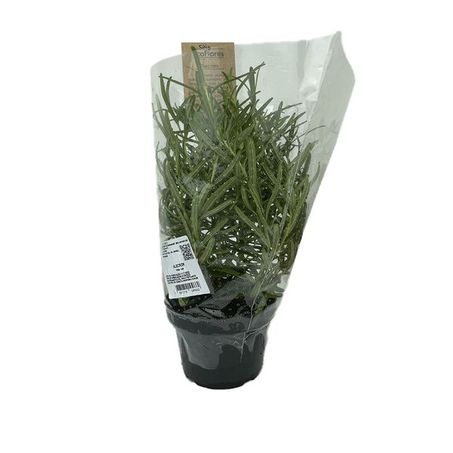 Vaso Tempero Alecrim 