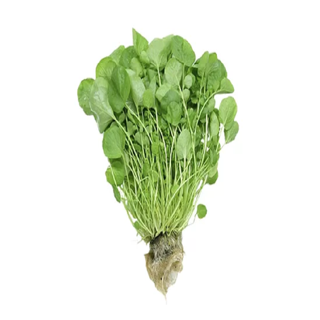 Agriao Produtor Hidroponico/Pimenta Pct Rosilene 