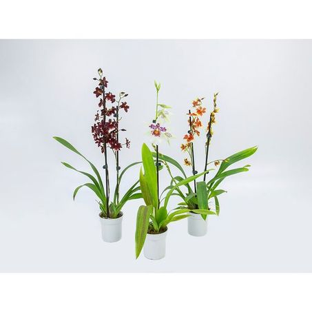 Orquidea Hawaiian Variado P09
