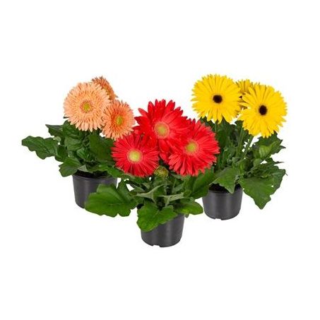 Flor gerbera mini 3 flores pote 14 decorada