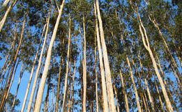 Reflorestamento Comercial com eucaliptos reduz 90% em Itapiranga