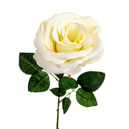ROSAS VARIADAS