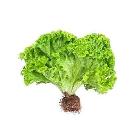 Alface d' água und