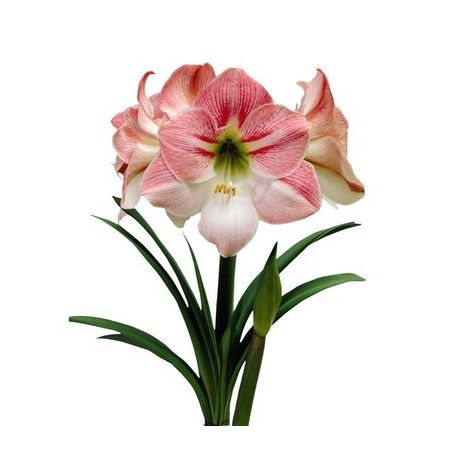 Flor bulbos flores amarilis eou