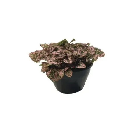 Hypoestes C13 
