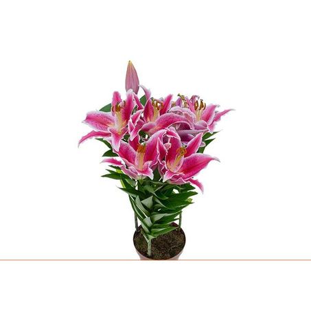 FLOR LIRIO P16 ROSA