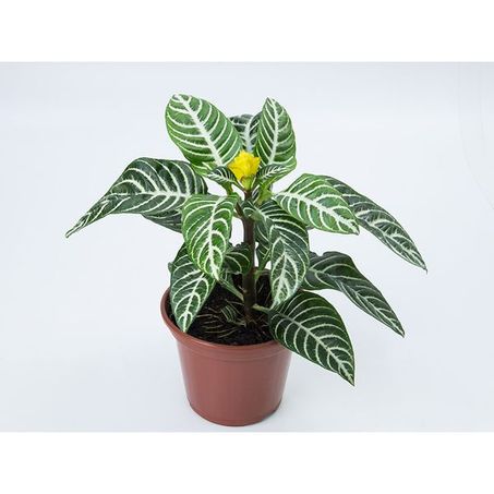 APHELANDRA P14 BIVAQUE 