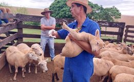 Ovino caprinocultura é trabalhada com produtores em Guarujá do Sul
