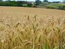 Chuva ameniza efeitos da estiagem na região, mas afeta colheita do trigo, afirma Epagri