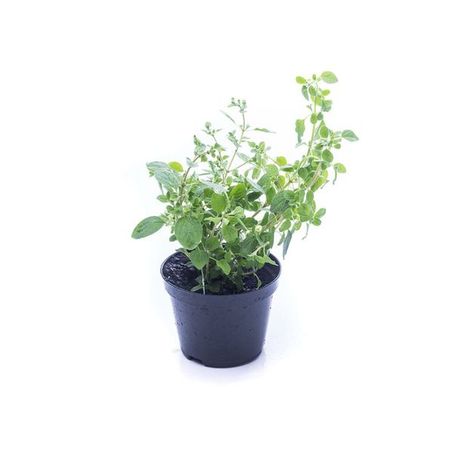 Vaso oregano un..