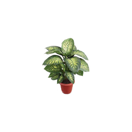 PLANTA DIEFFENBACHIA VARIADO P15