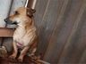 Grupo resgata cães vítimas de maus-tratos em São Lourenço do Oeste